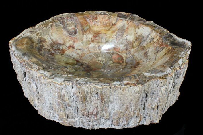 Wide Polished Petrified Wood Bowl - lbs #79202